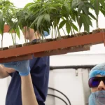 Dalgety та Curaleaf Laboratories об'єднують зусилля у медичній коноплі