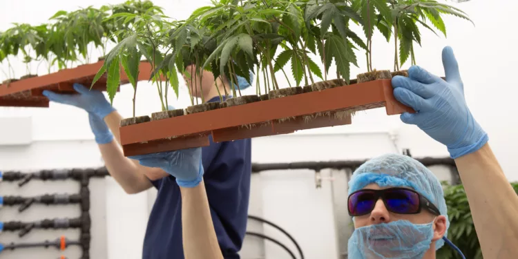 Dalgety та Curaleaf Laboratories об'єднують зусилля у медичній коноплі