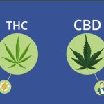 CBD проти THC: чому канабідіол — безпечніший і універсальніший вибір