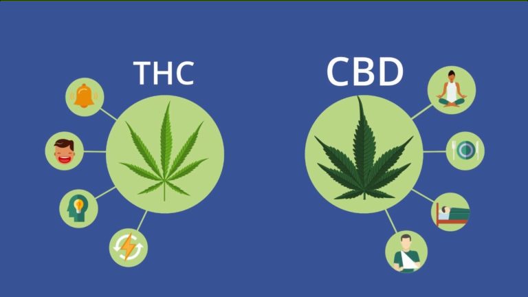CBD проти THC: чому канабідіол — безпечніший і універсальніший вибір